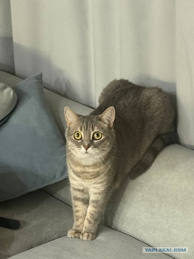Стал которабом дважды