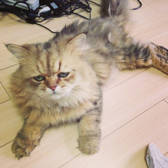Котовторник 17.09.2013