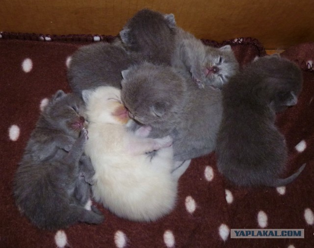 Котовторник 12.11.2013