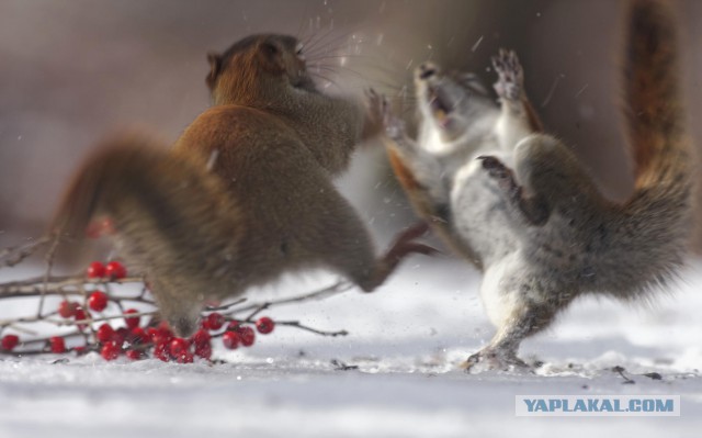 28 самых удачных кадров февраля