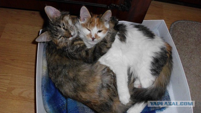 Котовторник 18.03.2014