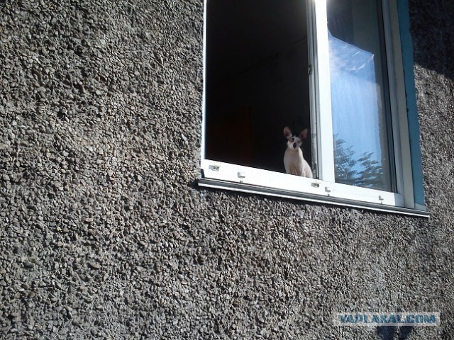 Котовторник 01.04.2014