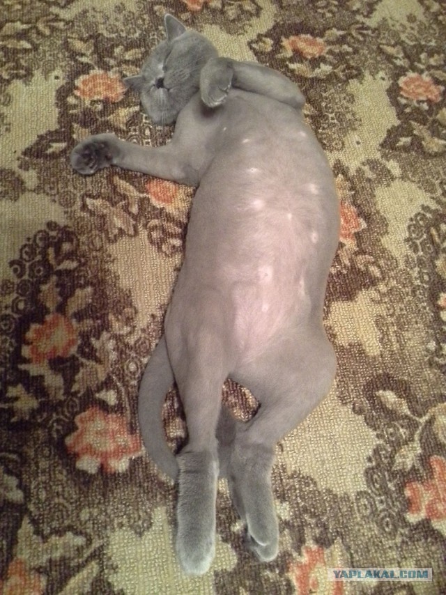 Котовторник 10.06.2014