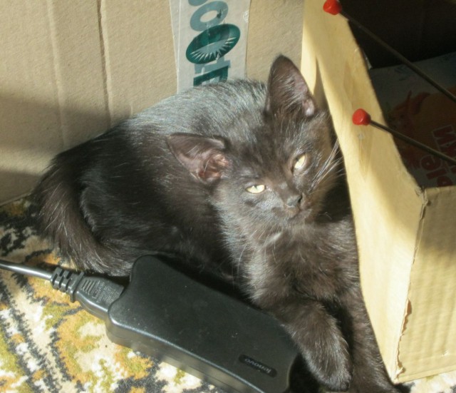 Котовторник 09.09.2014
