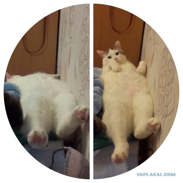 Котовторник 25.11.2014
