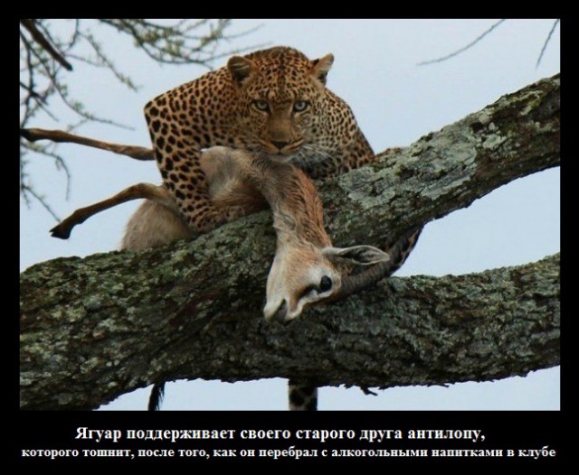 Веселые картинки