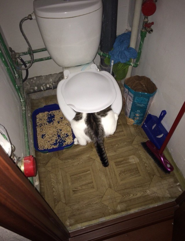 Котовторник