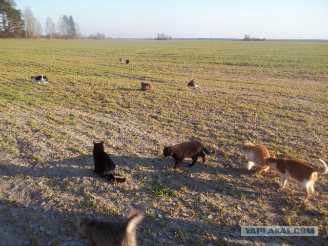 Жизнь домашнего приюта для котеек 53