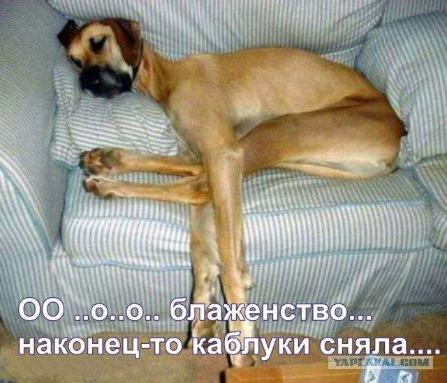 100 самых ценных снимков собак