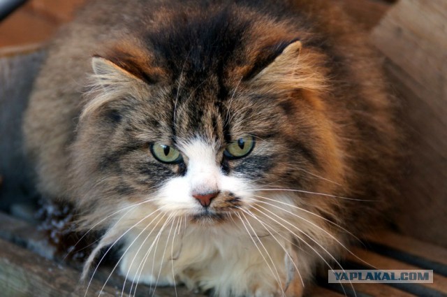 Котовторник 7.07.2015