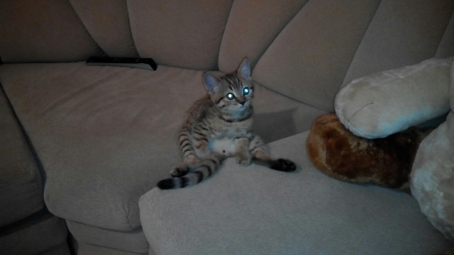 Котовторник  21.07.2015