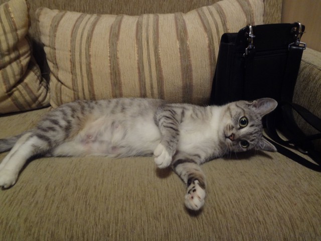 Котовторник