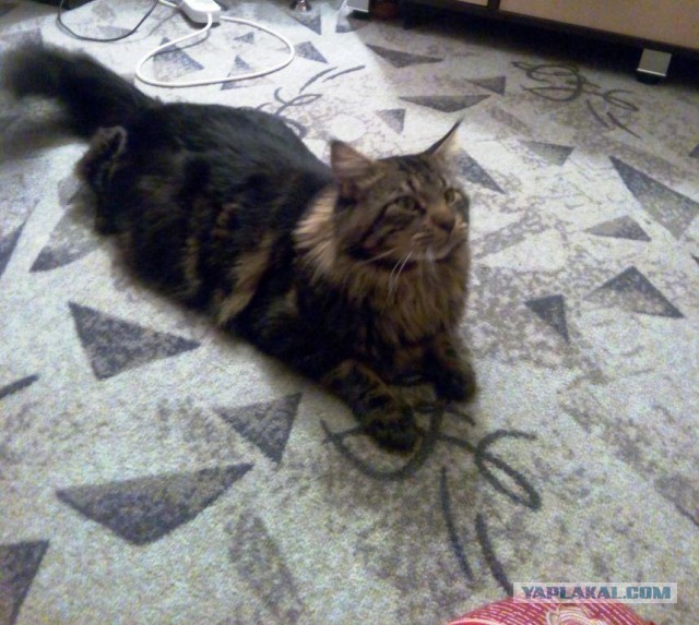 Котовторник