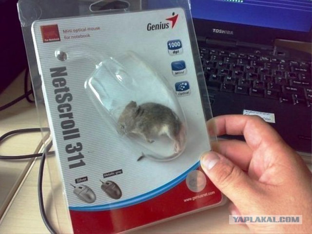 Картинки. Из тырнета