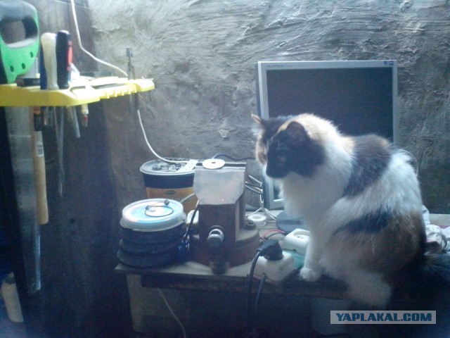 Котовторник 02.02.2016