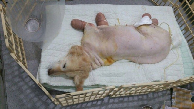 Щенок, потерявший все свои 4 лапы в корейской мясной лавке, обрел новый дом