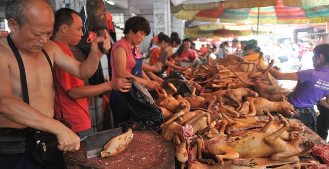 Щенок, потерявший все свои 4 лапы в корейской мясной лавке, обрел новый дом