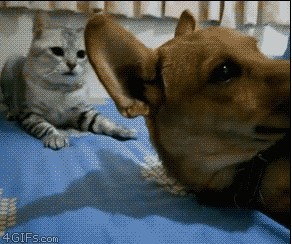 Что, Тузик, не спится?!