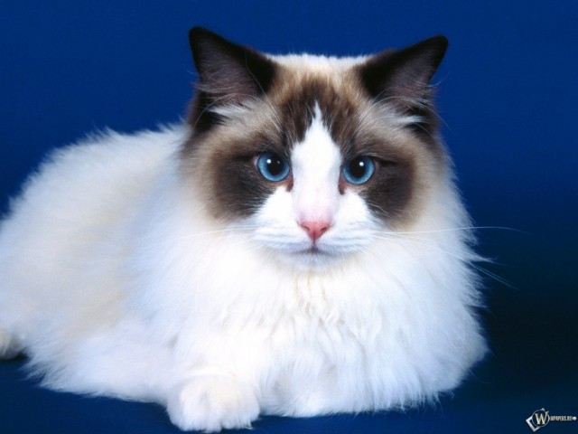 Коты из сети