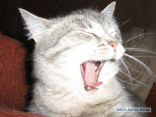 Котейки пост