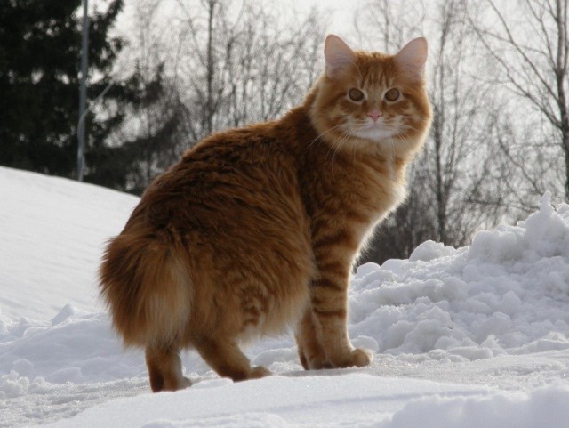 Коты из сети