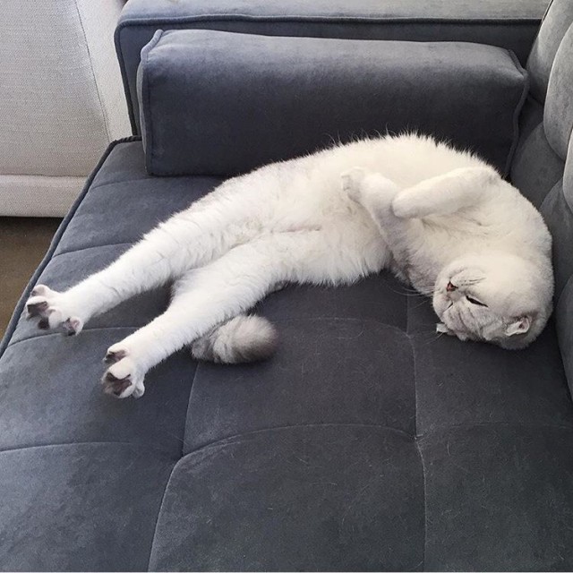 Коты и Кошки