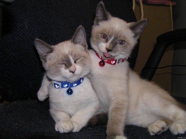 Коты и Кошки
