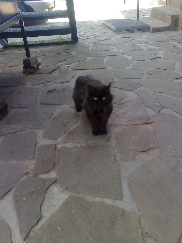 Котовторник 24.10.2017