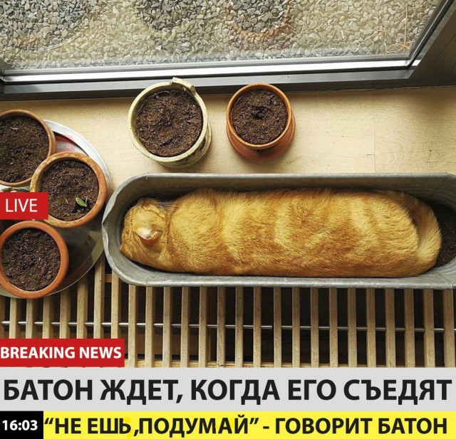 Коты и Кошки