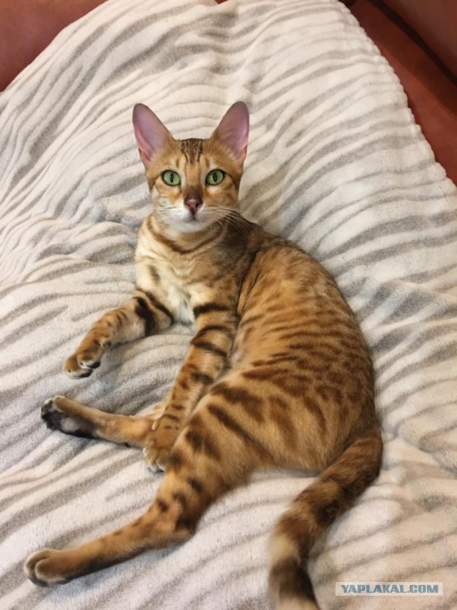 Котовторник 31.10.2017