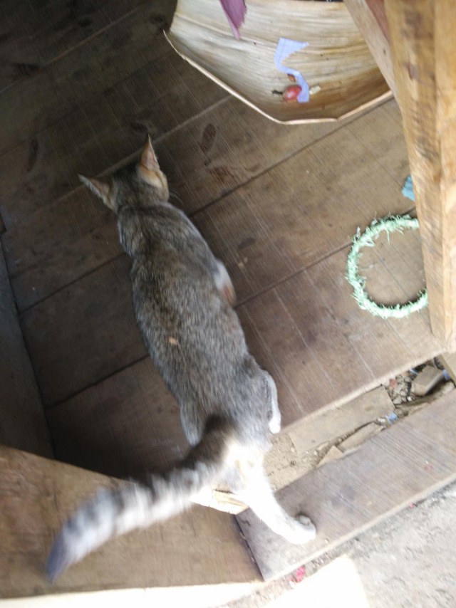 К живым мостам и обратно. Заметки из Индии