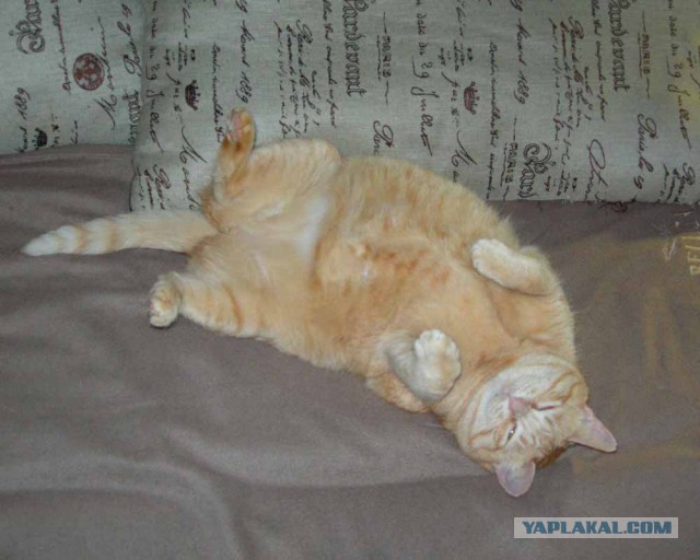 Котовторник
