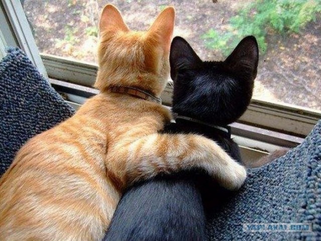 Котовторник: Кошки и ягнёнок