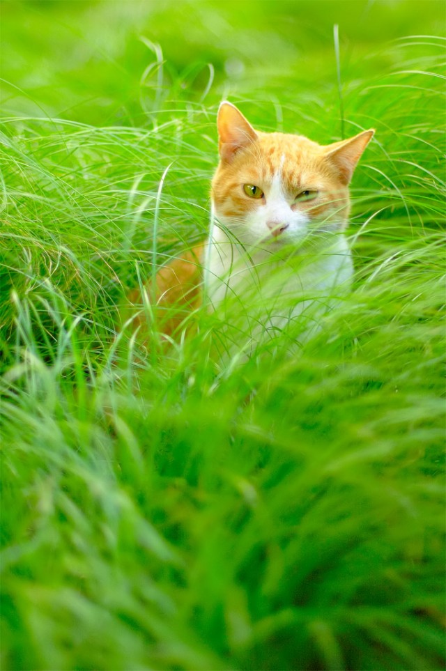Сонный Котовторник