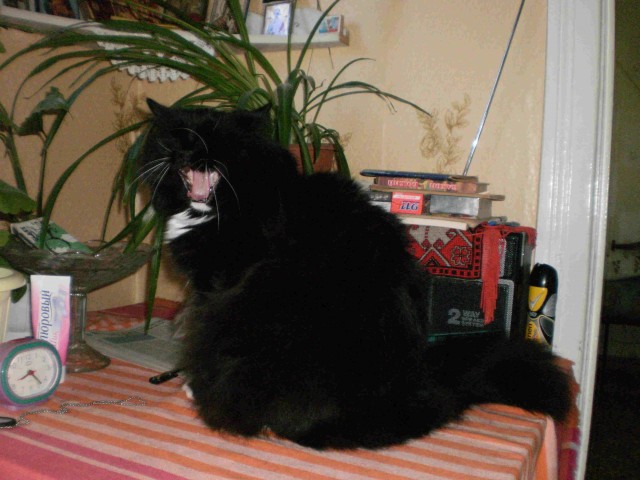 Котовторник 22.11.11