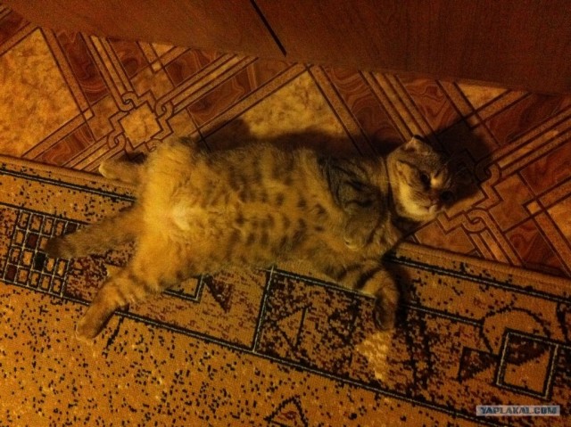 Котовторник 27.12.11