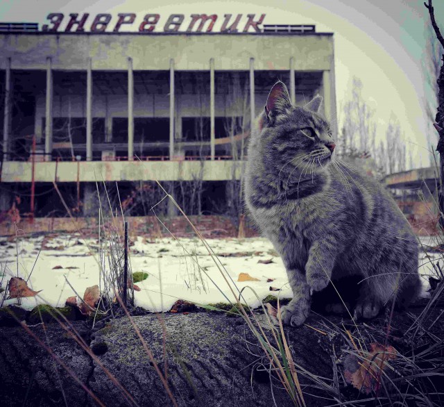 Прикольных котов пост