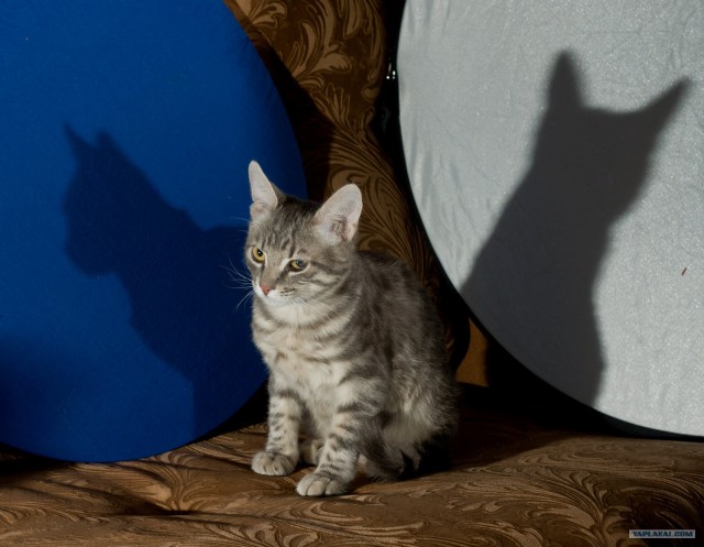 Котовторник (14.02.2012)