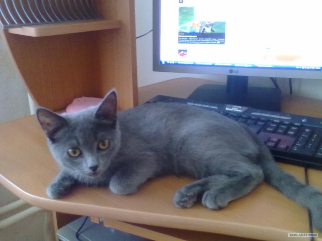 Котовторник! 13.03.2012