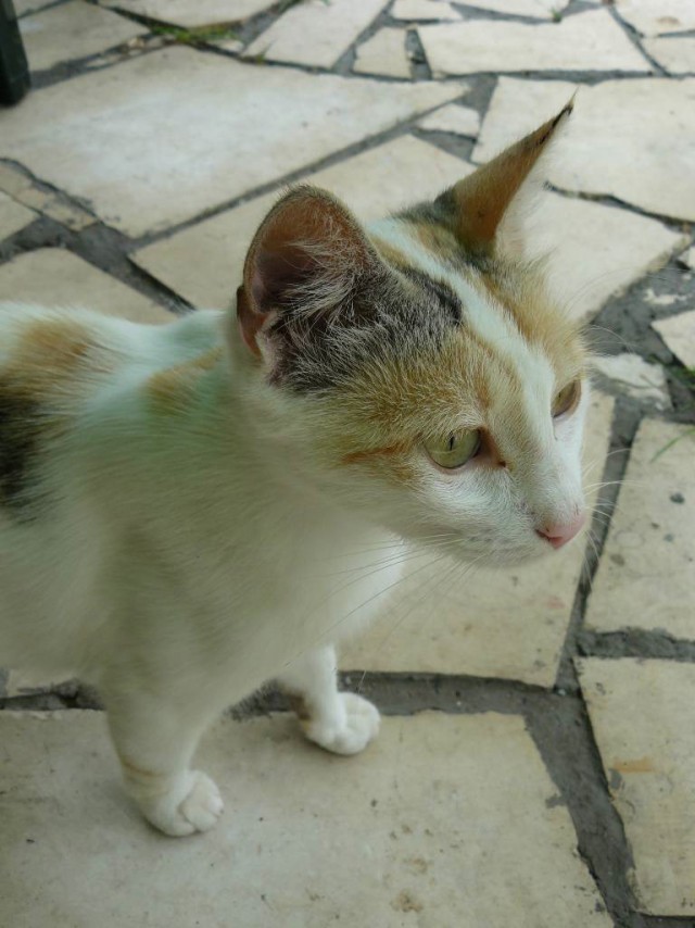 Котовторник 10.04.2012
