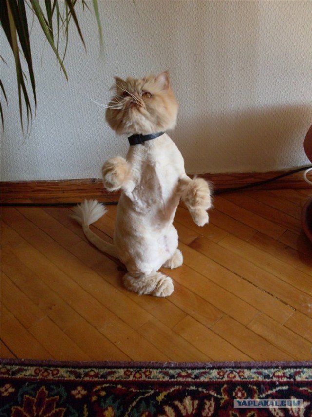 Котовторник 1 мая 2012