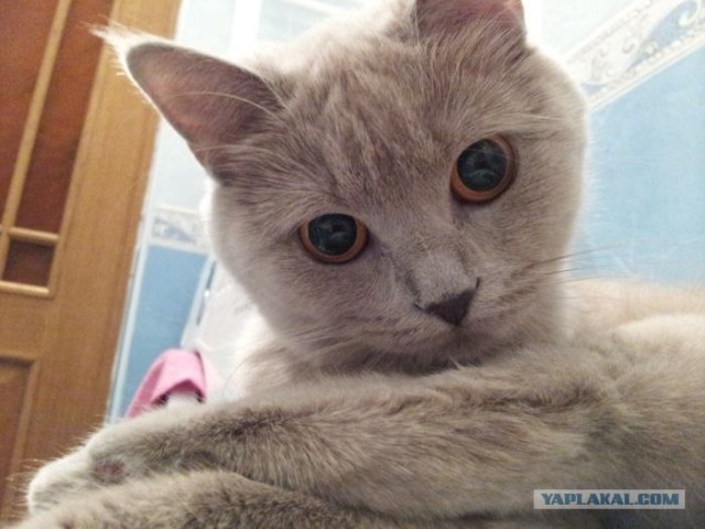 Котовторник   5.06.2012