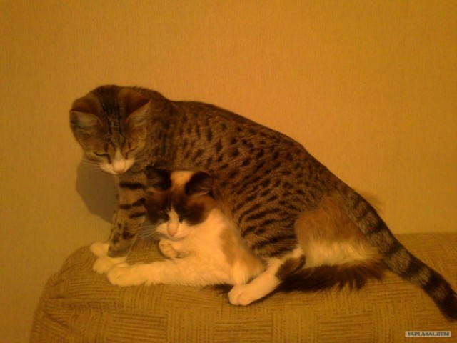 Котовторник 24.07.2012