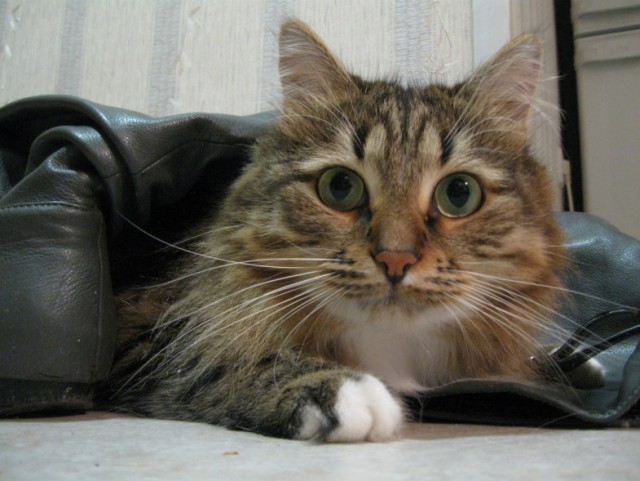 Котовторник 07.08.2012