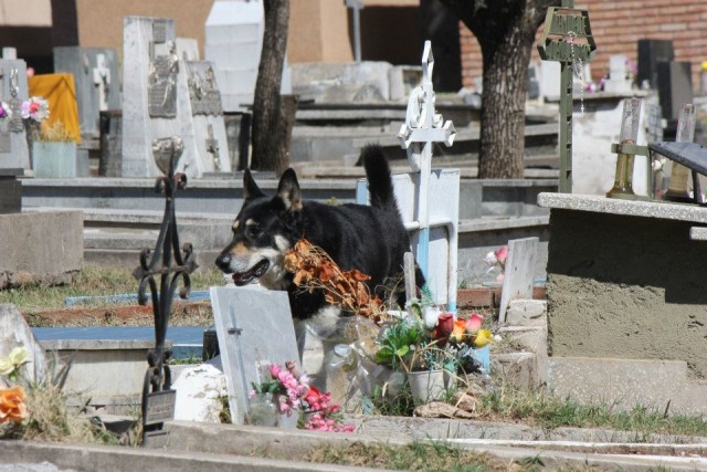 Собака 6 лет живет на могиле хозяина