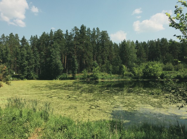 Конопля с грибами