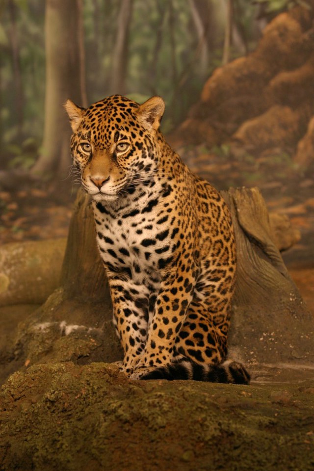 Дикий котовторник