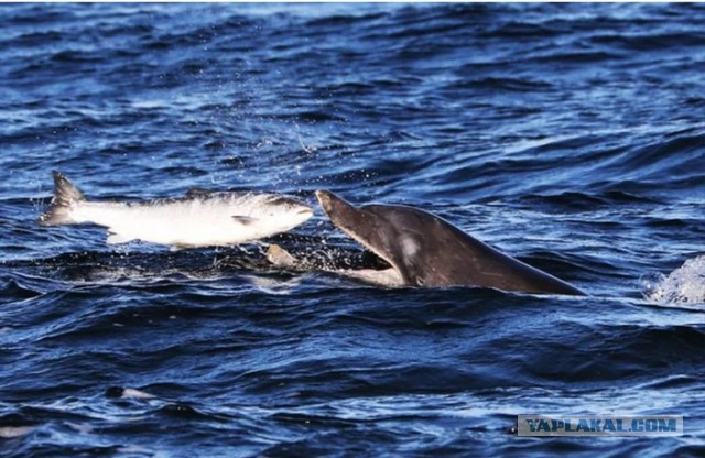 Откуда киты и дельфины берут воду для питья?