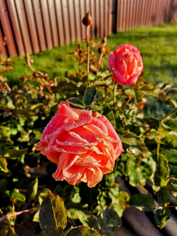 Сам себе фотограф
