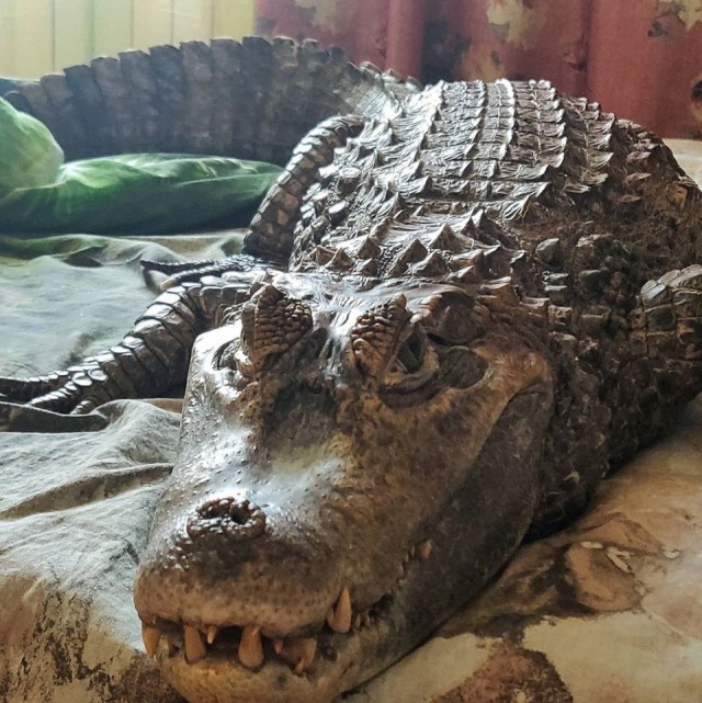 Эти забавные животные